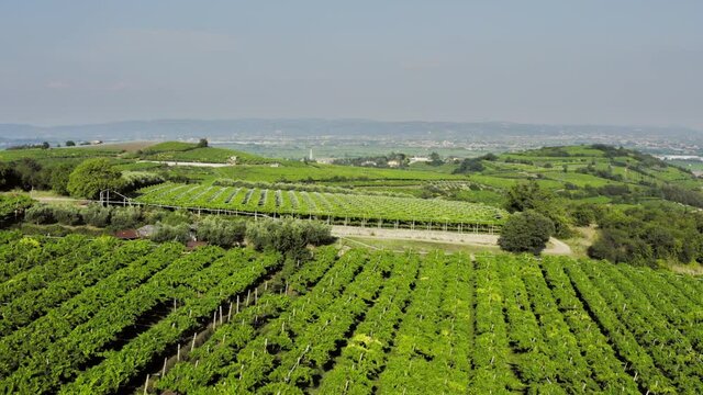 Vineyards in Soave Veneto Italy