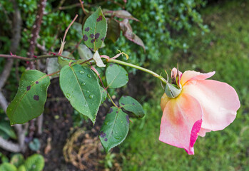Rose with blackspot fungal disease