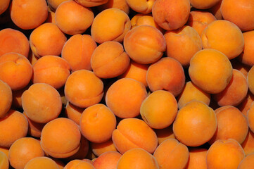 ripe apricot fruits under the summer sun