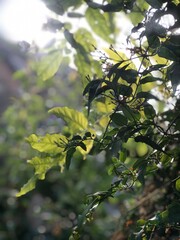 green leaves on a branch