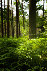 Leśna paproć w gęstym lesie sosnowym.  Narecznica samcza - zbliżenie