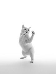 ファイティングポーズをとる白猫、モノクロ写真、白背景