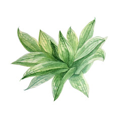 Watercolor hand-drawn green succulent haworthia home plant isolated on white background. Art creative nature object for card, sticker, wallpaper, textile or wrapping