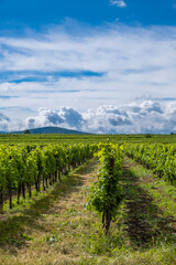 Fototapeta na wymiar green vineyards in summer time 