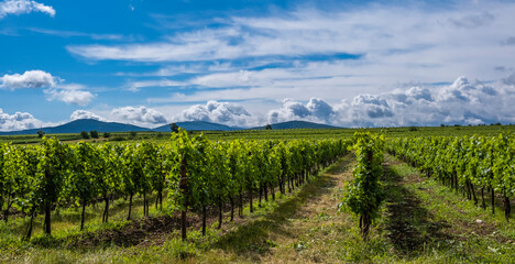 Fototapeta na wymiar green vineyards landscape in summer time 