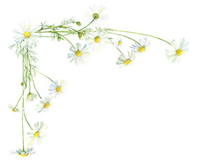 Watercolor corner of daisies on a white background .For congratulations, invitations, anniversaries, weddings, birthday
