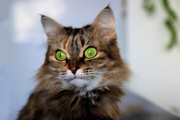 Beautiful domestic cat with green, smart eyes. Three-color cat's hair: white, red and black. Domestic Long Hair Cat.