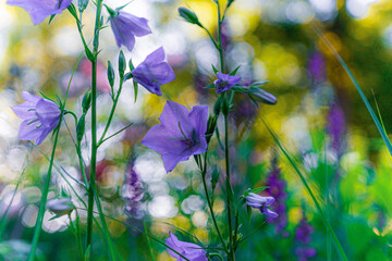 blühende, blaue Glockenblumen im Bauerngarten