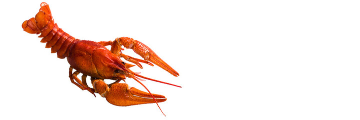 
red crayfish on white background