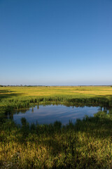troue d'eau au milieu d'un champ de riz jaune avec ciel bleu au sud de l'île du Ceylan, Sri Lanka