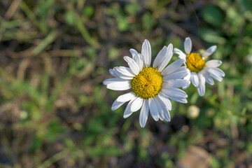 Chamomile flower. White petals, yellow core, cobweb. Top view, abstract background.