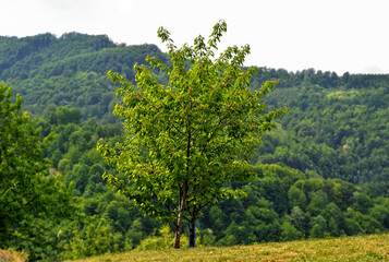 Fototapeta premium Organic young green forest in countryside, Bosnia and Herzegovina.