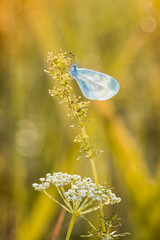 Błękity motylek