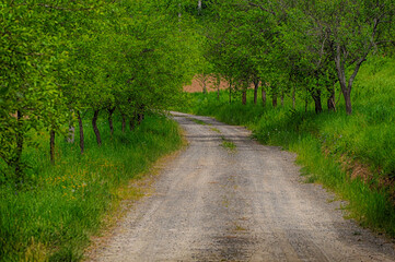 Fototapeta na wymiar Country road passing trough countryside and avenue of plums with beautiful green wild grass.