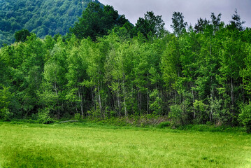 Countryside landscape with green meadow and green forest at spring day.