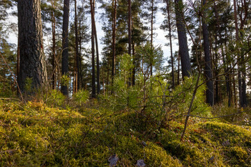 Fototapeta na wymiar View of the pine forest on a sunny day. New, small pines grow in the foreground. Healthy walk, lifestyle Latvia