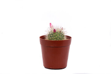 The cactus in the Flower pot has a white background