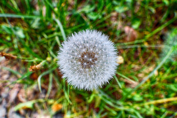 One lonely white dandelion standing in a meadow close up.