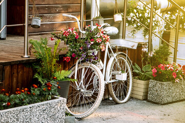 Fototapeta na wymiar A flower bed made from an old white bicycle. Showcase of flower magalin.