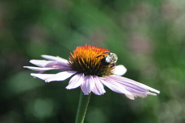 Robinglow flower and the bumblebee