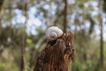 Large empty snail shell on tree trunk