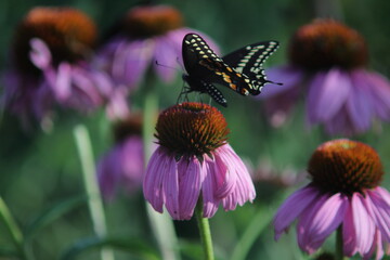Robinglow flower and black swallowtail butterfly