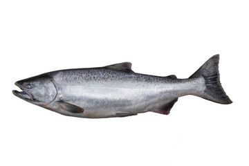 The Chinook salmon  is the largest species in the Pacific salmon.  Other vernacular names for the...
