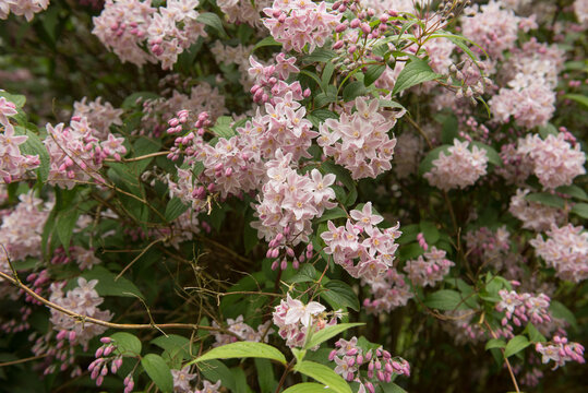 Summer Flowering Pink Flowers on a  Rose Deutzia Shrub (Deutzia x rosea 'Yuki Cherry Blossom') Growing in a Garden in Rural Cornwall, England, UK