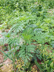 American common ragweed. Young bushes have not yet bloomed ambrosia. Dangerous plant, Ambrosia shrubs that causes allergic reactions, allergic rhinitis. Weed. Close-up. Selective focus.