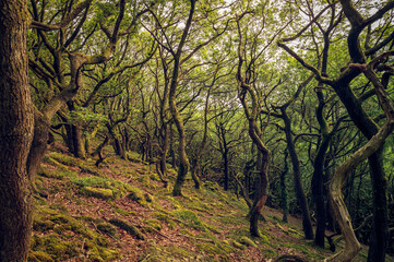 tree in the forest