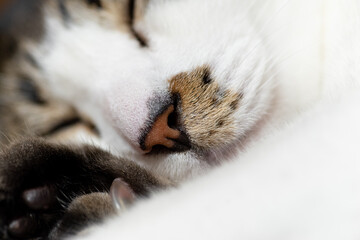 可愛い寝顔　　キジトラ猫