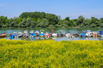 Waterfront of Danube river with blooming yellow flowers and river marina with fishing and leisure boats in Belgrade, Serbia