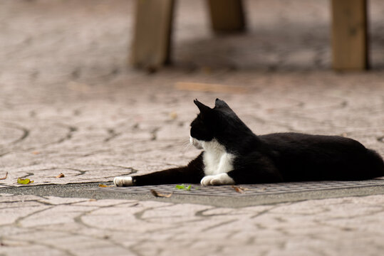 公園でくつろぐ野良猫　　白黒猫