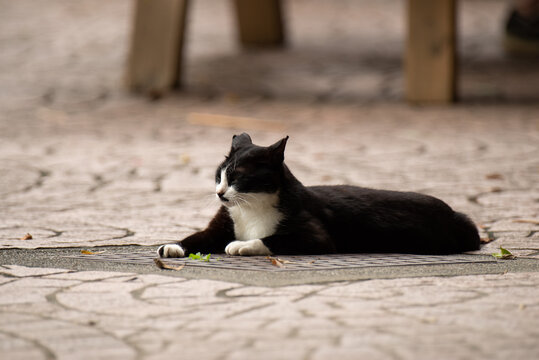 公園でくつろぐ野良猫　　白黒猫
