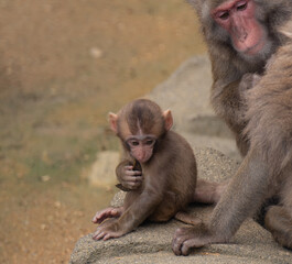 ニホンザルの赤ちゃん
