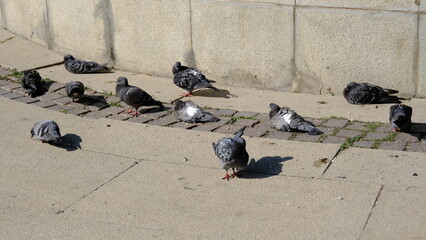 Obraz premium Pigeons on a city street