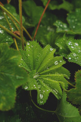 raindrops on green leaves of mother and stepmother