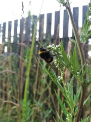 bumblebee on a flower