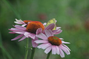 yellow butterfly and robinglow flower