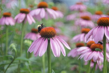 bumblebee and the robinglow flower