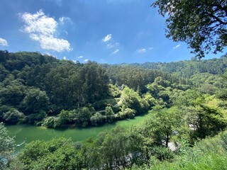 Obraz premium forest in the mountains and river