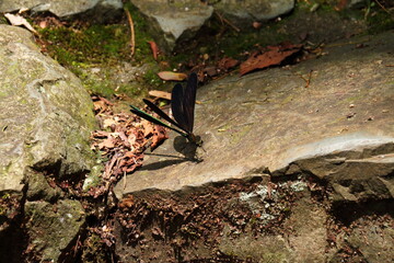 ハグロトンボ02