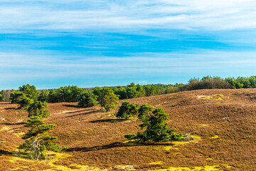 Fototapeta premium Heather landscape in the Dutch countryside with green trees on field against blue sky, trees in the background, sunny day in Brunssummerheide in Brunssum, South Limburg, Netherlands