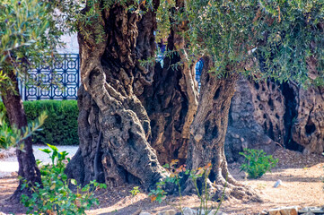 Old olive tree in Gethsemane Garden, a place where Jesus prayed on the night of His betrayal and...