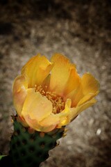 Yellow flower of a  pear cactus,pear cactus flower blooming in garden of the Santa Severa Castle,with dusk background, Selective focus.
