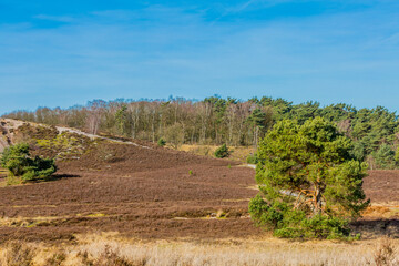 Fototapeta premium Meadow with dry heather, a huge pine, undergrowth, grass and bushes with abundant pine trees in the background in Brunssummerheide, sunny day with blue sky in South Limburg, Netherlands Holland