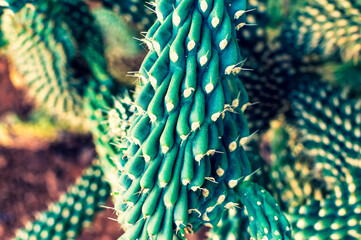 Cultivated cactus with small spines in desert garden near Dead Sea in Israel, close up.