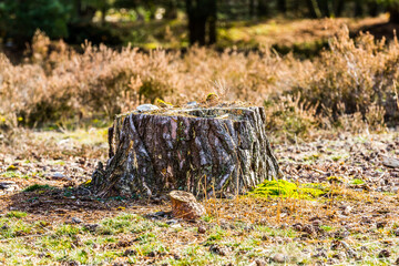 Fototapeta na wymiar Tree stump with some green moss on the ground with dry heather in the background in Brunssummerheide forest, sunny day in South Limburg, Netherlands Holland