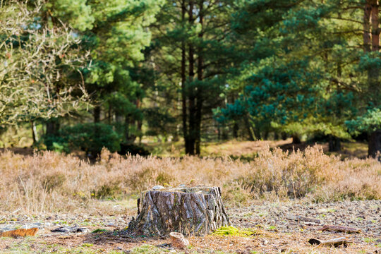 Tree stump with dry heather and abundant green pine trees in the background in Brunssummerheide forest, sunny day in South Limburg, Netherlands Holland