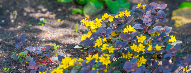 Plants with flowers in a bright lush garden in sunlight in summer, Almere, Flevoland, The Netherlands, July 19, 2020
